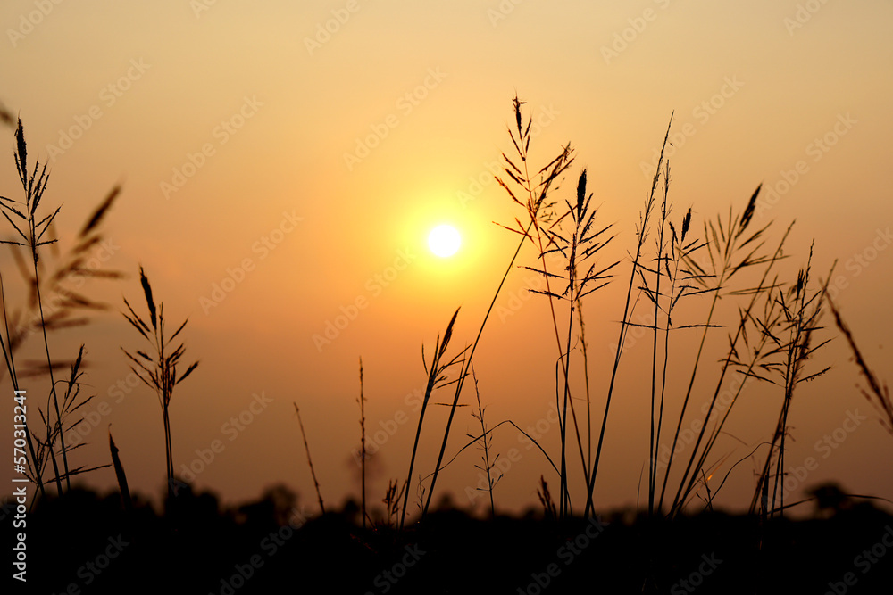 Fototapeta premium Silhouette flowers grass sunset background