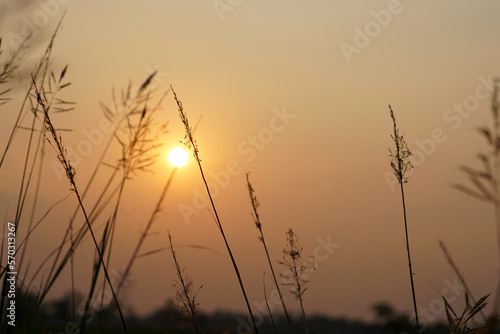 Silhouette flowers grass sunset background