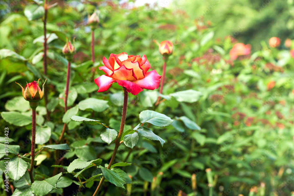 Cute bush of tender red roses in a green fresh garden