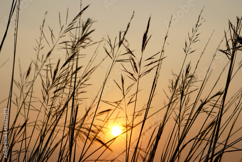 Silhouette flowers grass sunset background