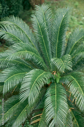 Sago palm bush with green leaves close up