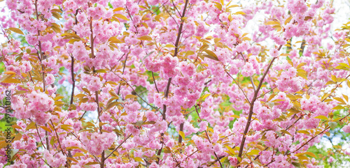 Japanese Flowering Cherry, National Flower of Japan. Japanese Cherry Blossom, Sakura, East Asian Cherry, Prunus Serrulata, Spring Day In Garden. Ornamental Cherry Blossom Trees.