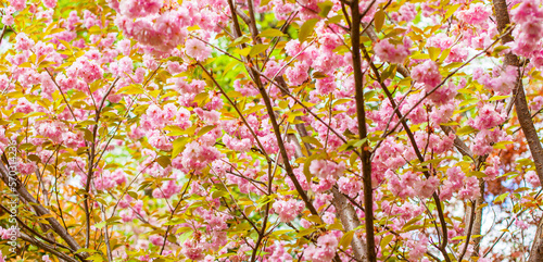 Japanese Flowering Cherry, National Flower of Japan. Japanese Cherry Blossom, Sakura, East Asian Cherry, Prunus Serrulata, Spring Day In Garden. Ornamental Cherry Blossom Trees. 