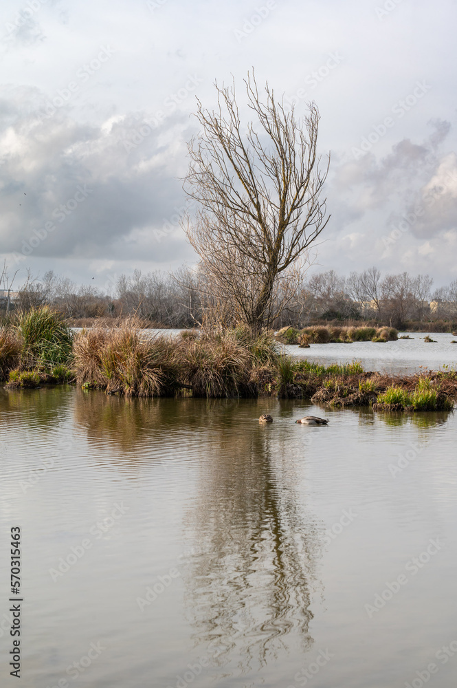 Water plants and bare trees reflecting in the pond of the Beachamp wetlands, Arles, France