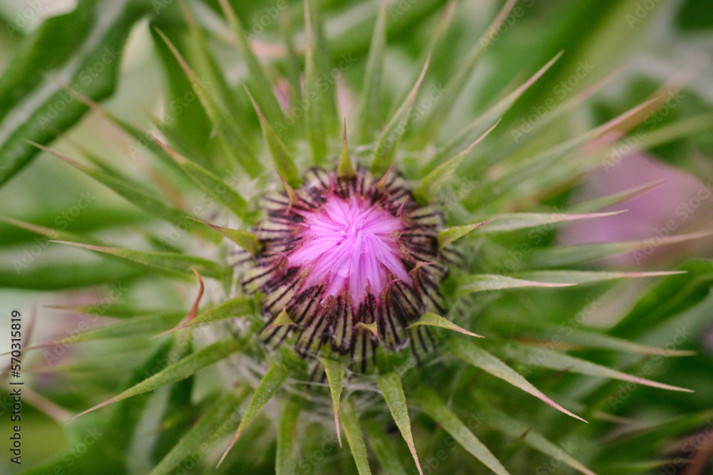 Fiore di cardo