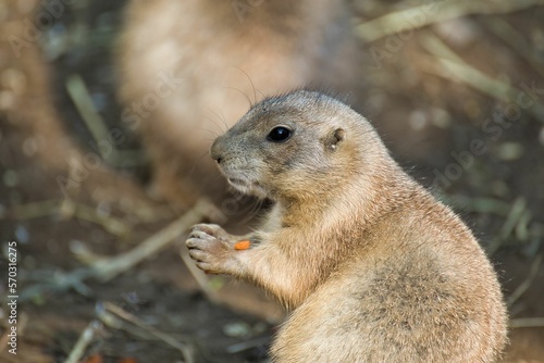 Close up of prairie dog photograpped sideways just eating a carrot, sandy background. © Monika