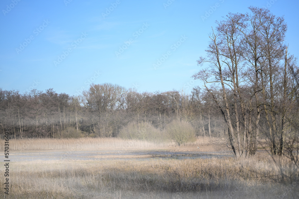 Foggy moor landscape in the morning at the end of winter with water in the bog lake, brown reeds and bare alder trees, northern Germany near Lubeck, copy space