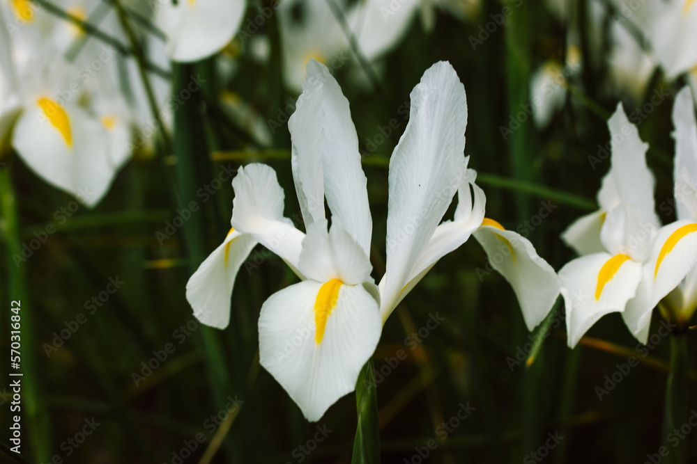 Fototapeta premium White Iris Hollandica wallpaper. Irises with yellow stamens. Ornamental hybrid beautiful bulbous plants blooming in spring botanical garden, summer flower bed. Flower festival in spring season.