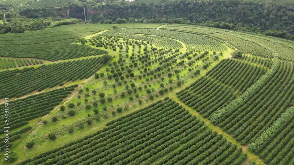 Plantation Field At Country Scenery In Rural Landscape Countryside. Harvest Field Environment. Nature Skyline. Scenic Outdoor. Plantation Field At Country Scenery. Plantation Field At Country Scenery In Rural Landscape Countryside. Harvest Field Environment. Nature Skyline. Scenic Outdoor. Plantation Field At Country Scenery.