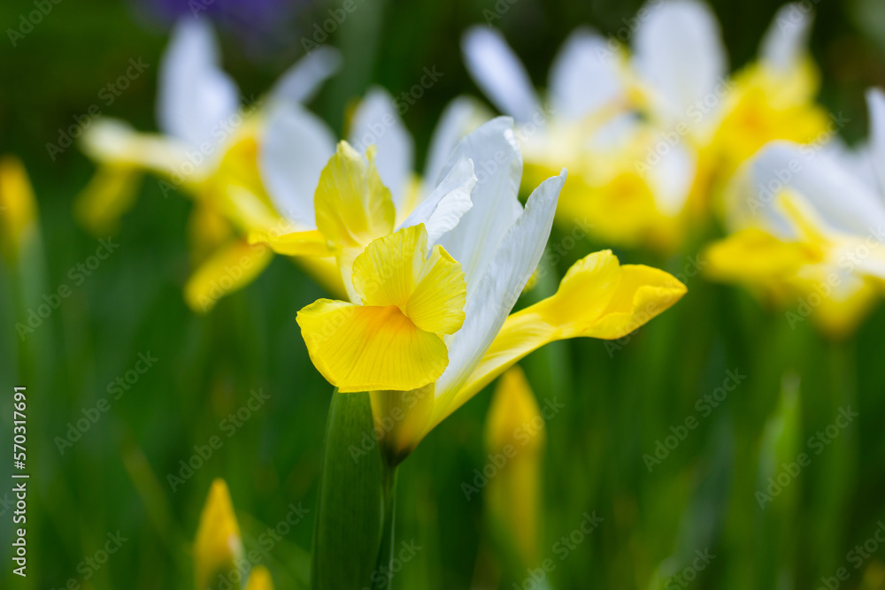 Fototapeta premium White yellow Iris Hollandica wallpaper. Irises background. Ornamental hybrid beautiful bulbous plants blooming in spring botanical garden, summer flower bed, in park. Spring season flower festival.