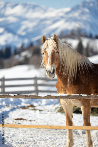 Haflinger horses in winter landscape, Tirol - Austria
