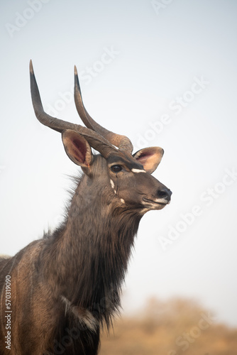 Nyala at a waterhole in South Africa
