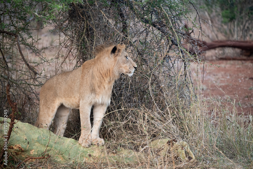 Naklejka premium Male lion in South Africa