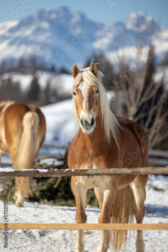 Haflinger horses in winter landscape, Tirol - Austria
