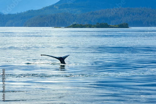 Tail Fluke of Humpback Whale Diving. A humpback whale tail fluke above the surface of the water as the whale dives in Johnstone Strait, British Columbia.


