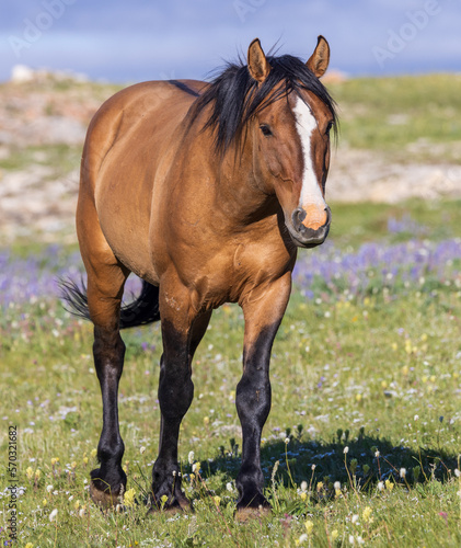 Fototapeta Naklejka Na Ścianę i Meble -  Wild Horse in the Pryor Mountains Montana in Summer