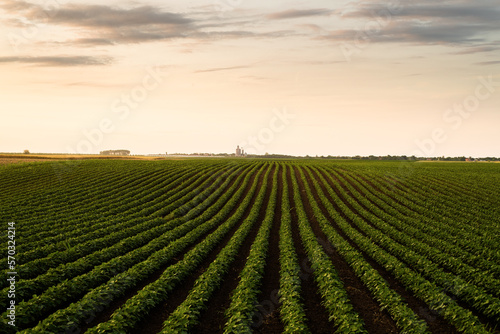 Open soybean field at sunset. © Dusan Kostic