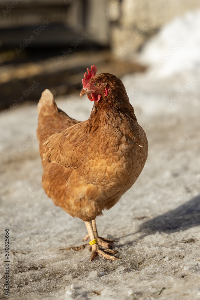 Fototapeta premium Chicken on the farm