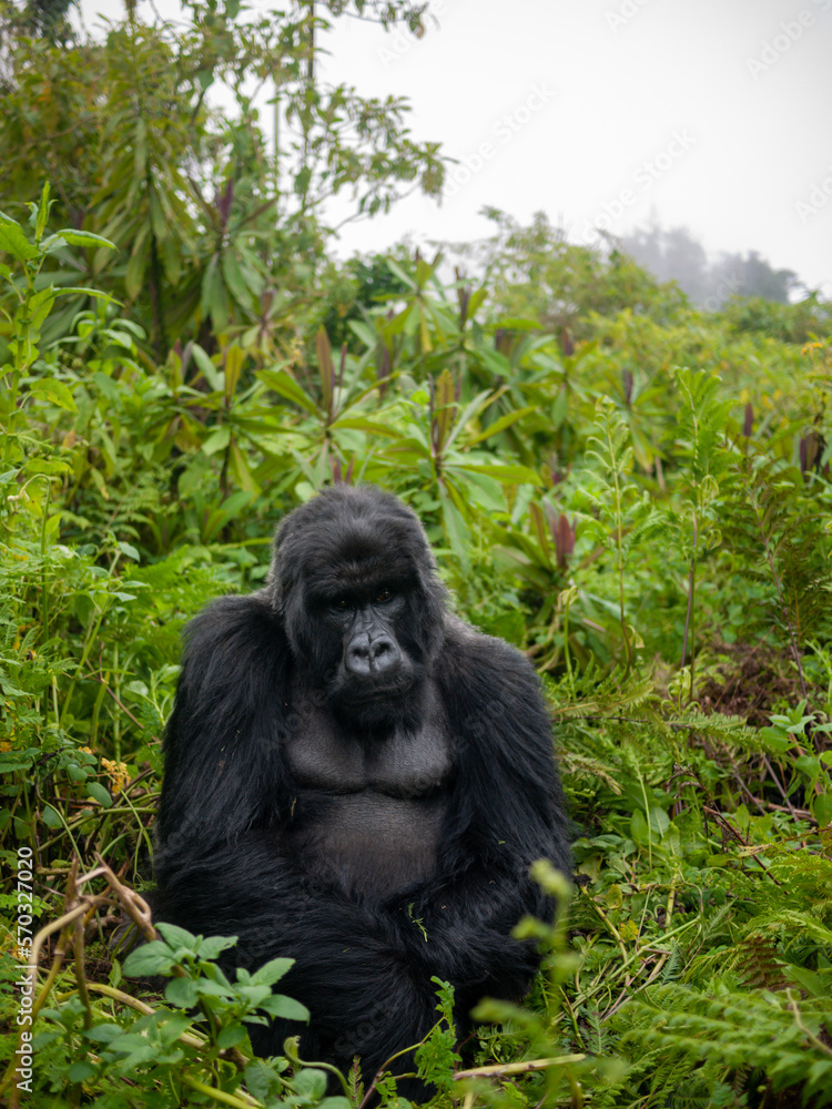 Obraz premium Mountain gorilla in the rainforest