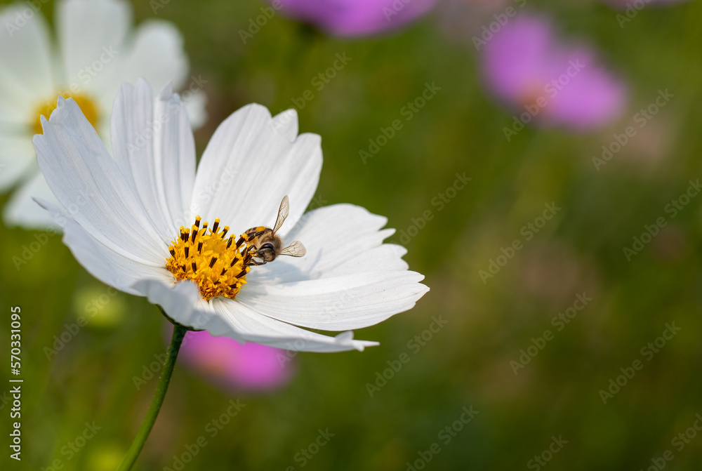 A common bee is collecting honey from a white cosmos flower A common bee is collecting honey from a white cosmos flower