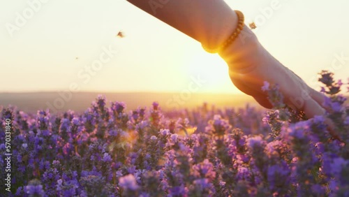 Hand woman tenderly holds lavender flowers flying butterflies summer sunset slow motion slide back. Slide field of large blooming of lavender flowers. Sun's rays are purple plant Relax. Aromatherapy photo