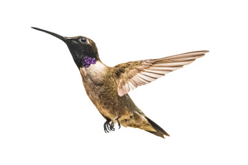 Black-chinned Hummingbird (Archilochus alexandri) Photo, in Flight on a Transparent Background