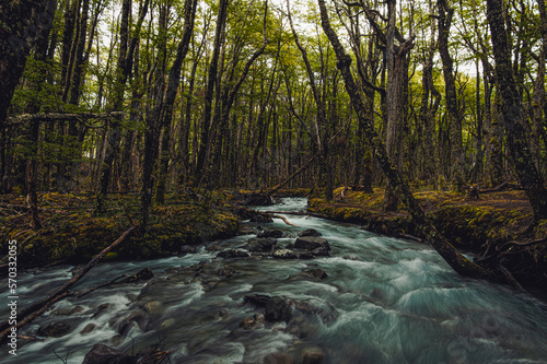 A river in the middle of the forest
