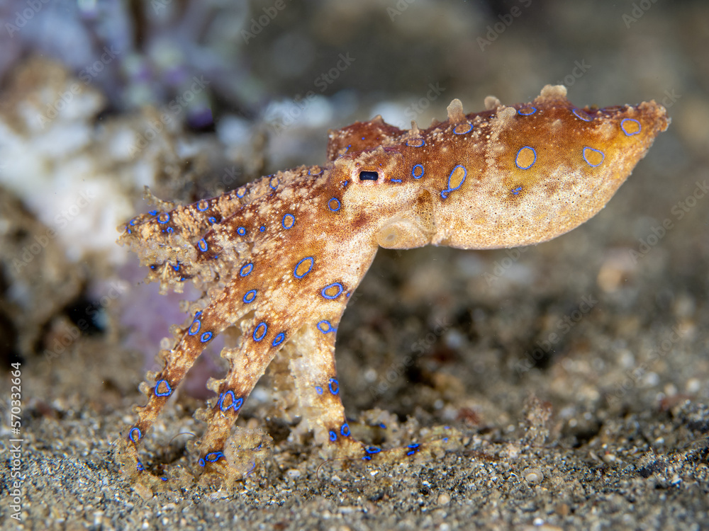 Bluering Octopus