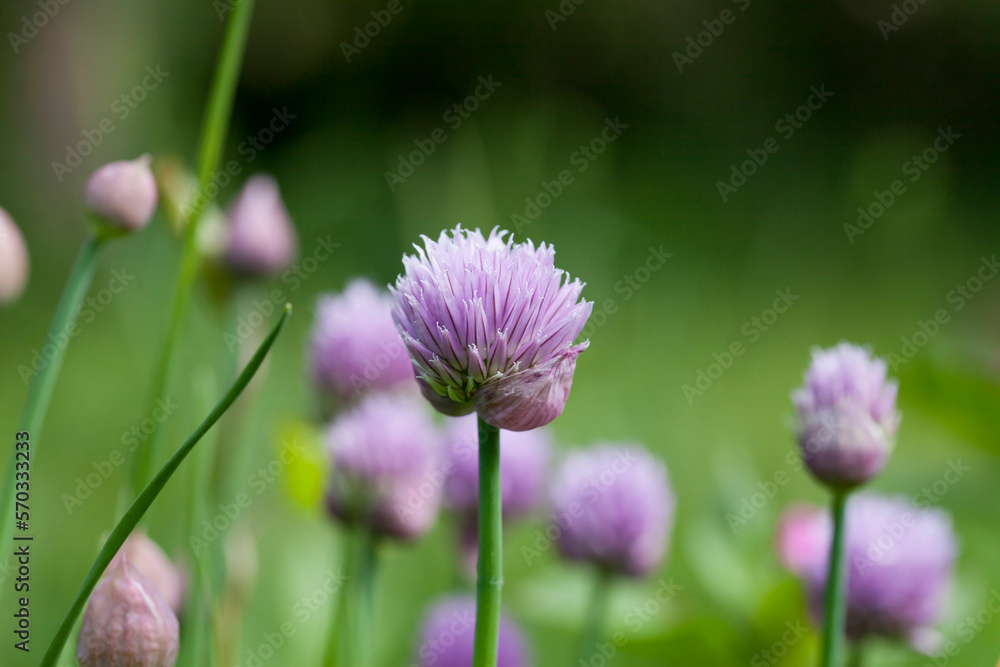 Edible flowers and buds of chive plant - allium schoenoprasum Edible flowers and buds of chive plant - allium schoenoprasum