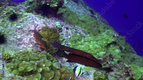 Close-up of flute fish sucking on back of another fish. Fistularia tabacaria tobacco pipefish, is species of marine fish. with its distinctive, elongated body shape that resembles a pipe or straw. photo