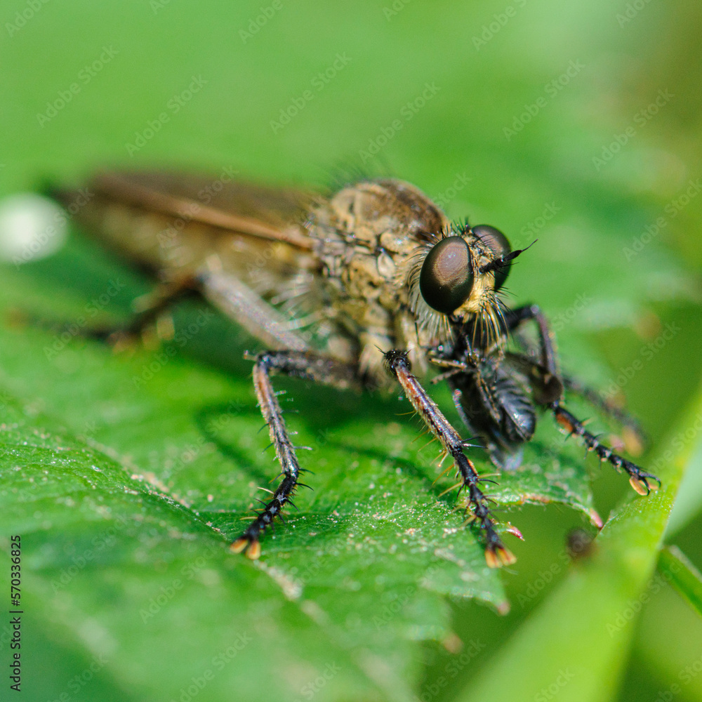 Naklejka premium insecte en gros plan sur une feuille