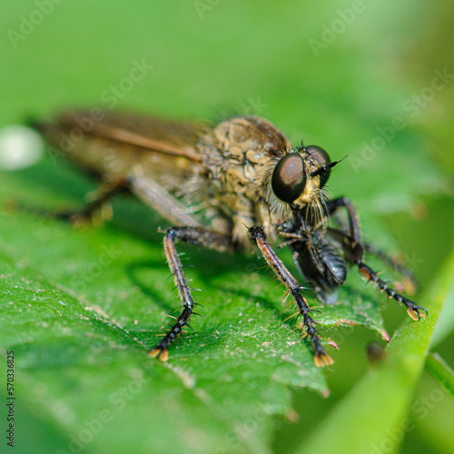 insecte en gros plan sur une feuille © PL.TH