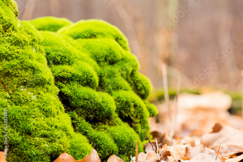 Moss to hug