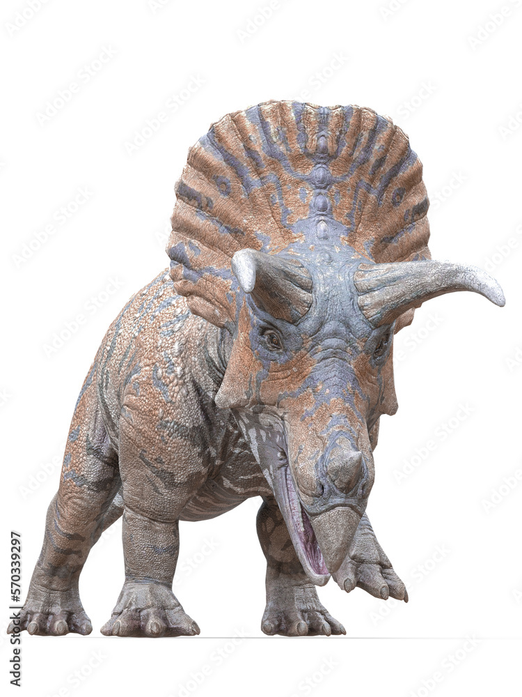 Fototapeta premium triceratops is coming on white background