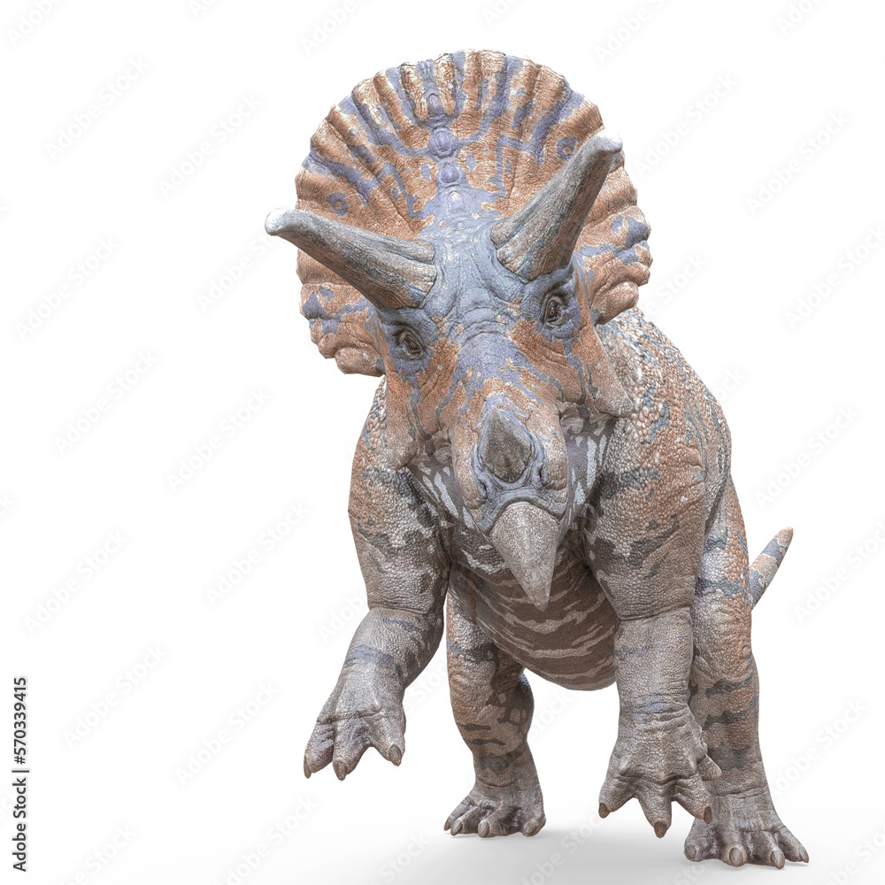 Fototapeta premium triceratops attacking on white background