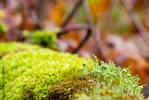 Arboreal lichens in the forest