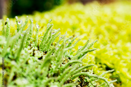 Dew drops on lichen in the forest