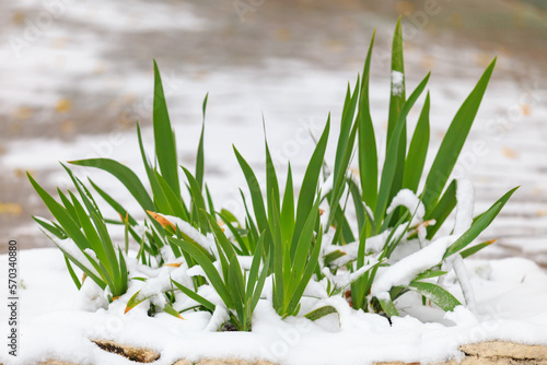 City flowerbed in the snow. Winter background  selective focus