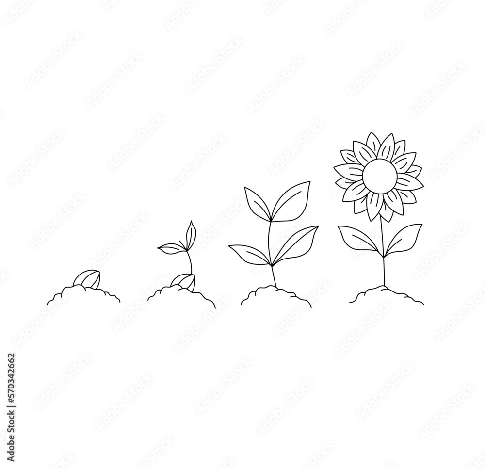 Vector isolated four stages of growth from seedling to flower colorless black and white contour line easy drawing