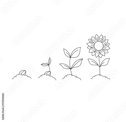 Vector isolated four stages of growth from seedling to flower colorless black and white contour line easy drawing