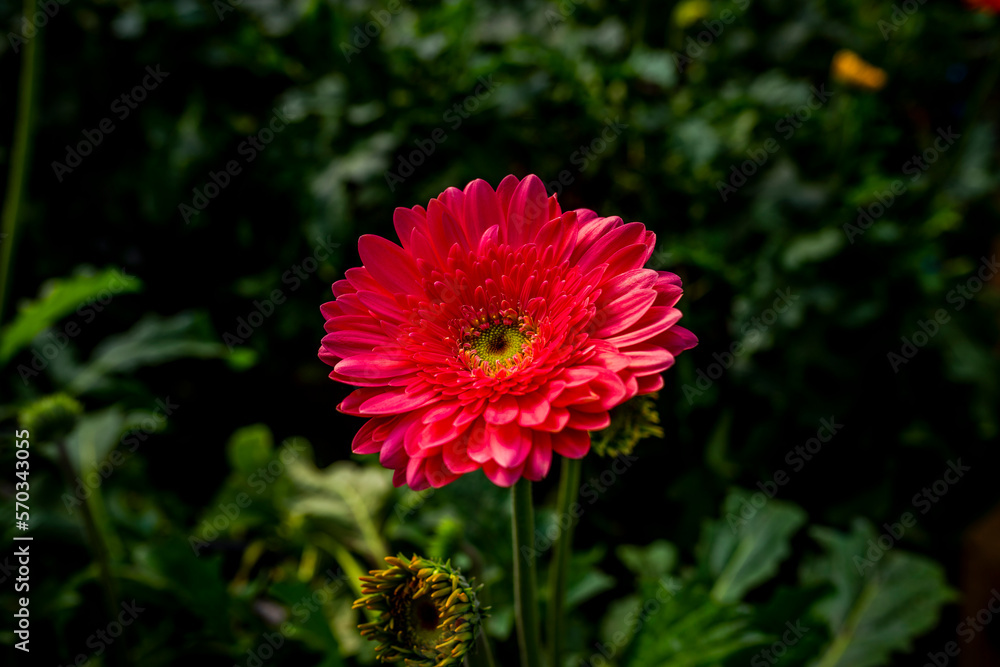 Flor rara com cor vibrante Flor rara com cor vibrante