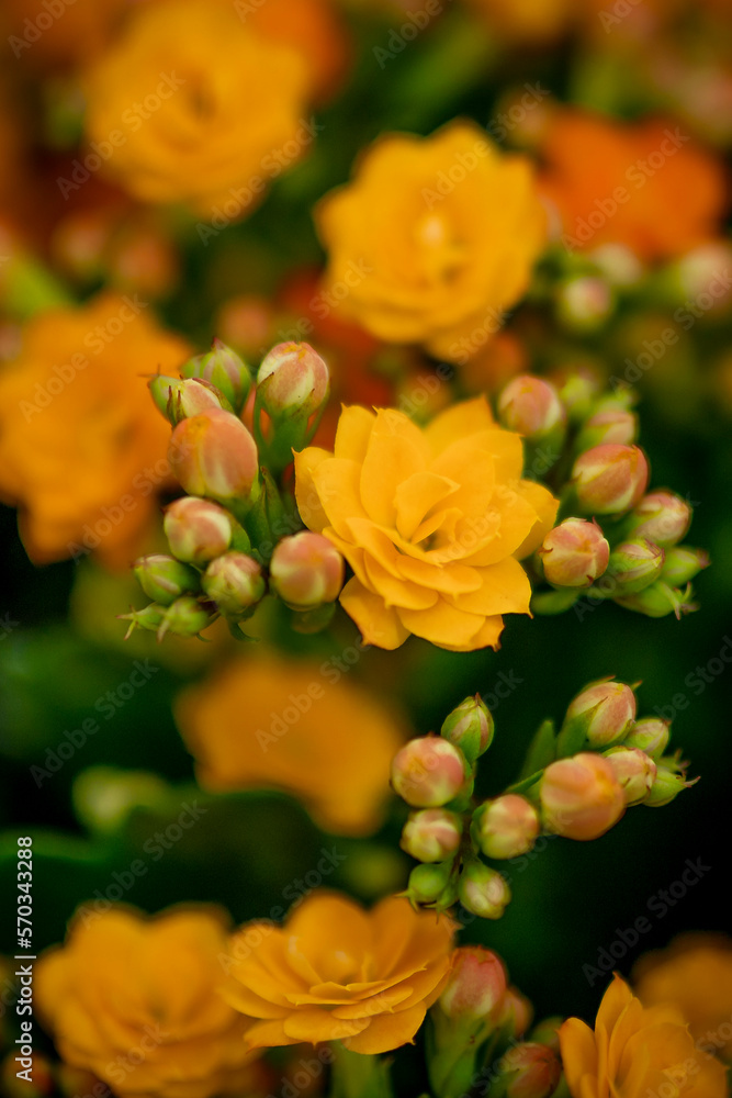 Flor amarela. Arranjo de flor amarela Flor amarela. Arranjo de flor amarela