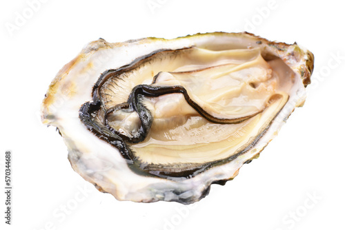Oyster on a white isolated background