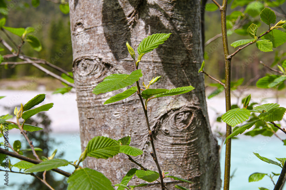 Obraz premium Hainbuche_6122