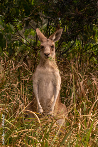 Urlaub, Australien, Pazifik, Natur , Sonne, Strand