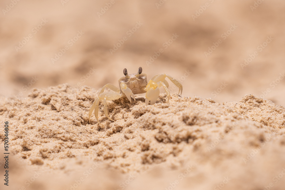 Urlaub, Australien, Pazifik, Natur , Sonne, Strand