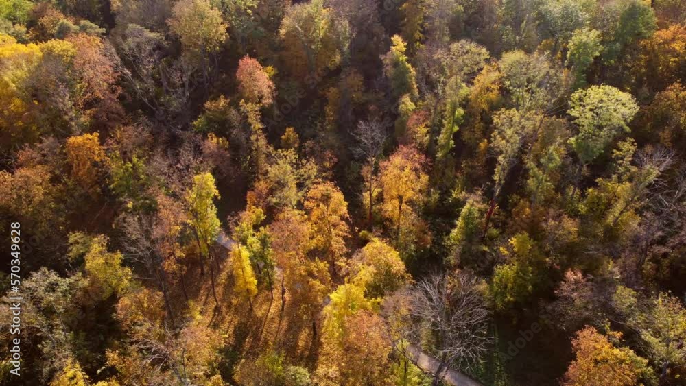 Flying over trees with yellow and green leaves in a park with dirt paths and people walking on a sunny autumn day. Forest wood woodland nature natural sunlight sunshine. Aerial drone view. Top view. Flying over trees with yellow and green leaves in a park with dirt paths and people walking on a sunny autumn day. Forest wood woodland nature natural sunlight sunshine. Aerial drone view. Top view.