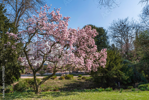 Magnolia tree in full bloom in the spa gardens of Wiesbaden/Germany