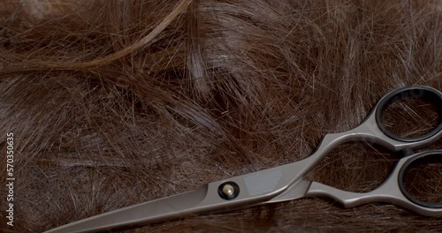 Cropped hair of a person infested with lice and nits parasite. Shedding hair for health reasons. Scissors tool for cutting hair. photo