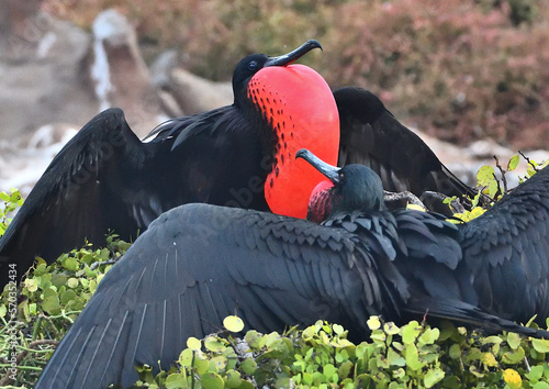 Obraz na plátne Magnificent Frigatebirds displaying, Galapagos